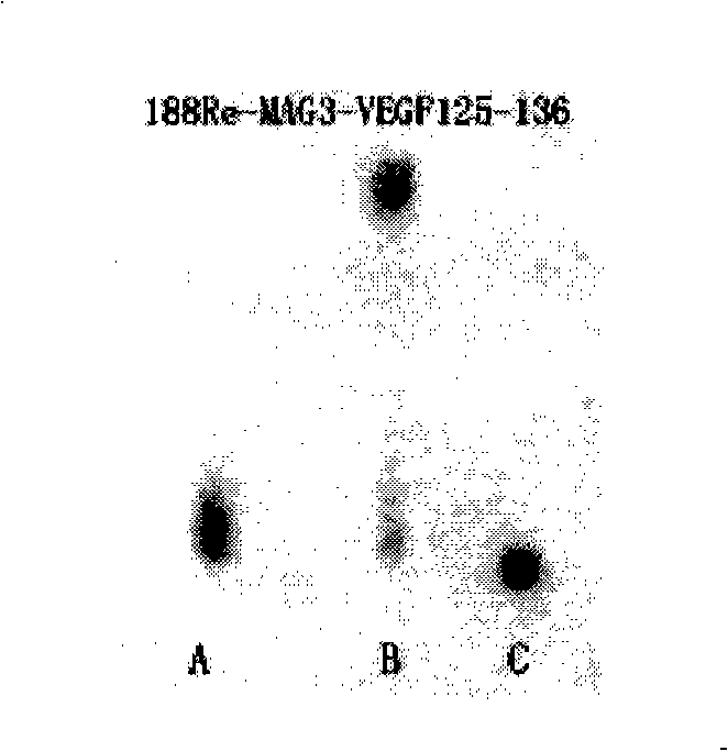Modified blood vessel endothelium growth factor polypeptide segment and application thereof