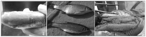 Crossbreeding method of Leuciscus idus female fish and Leuciscus waleckii male fish