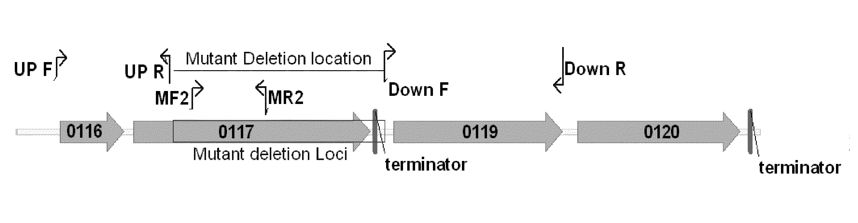 Microorganisms Having Enhanced Resistance To Acetate And Related Compositions And Methods of Use