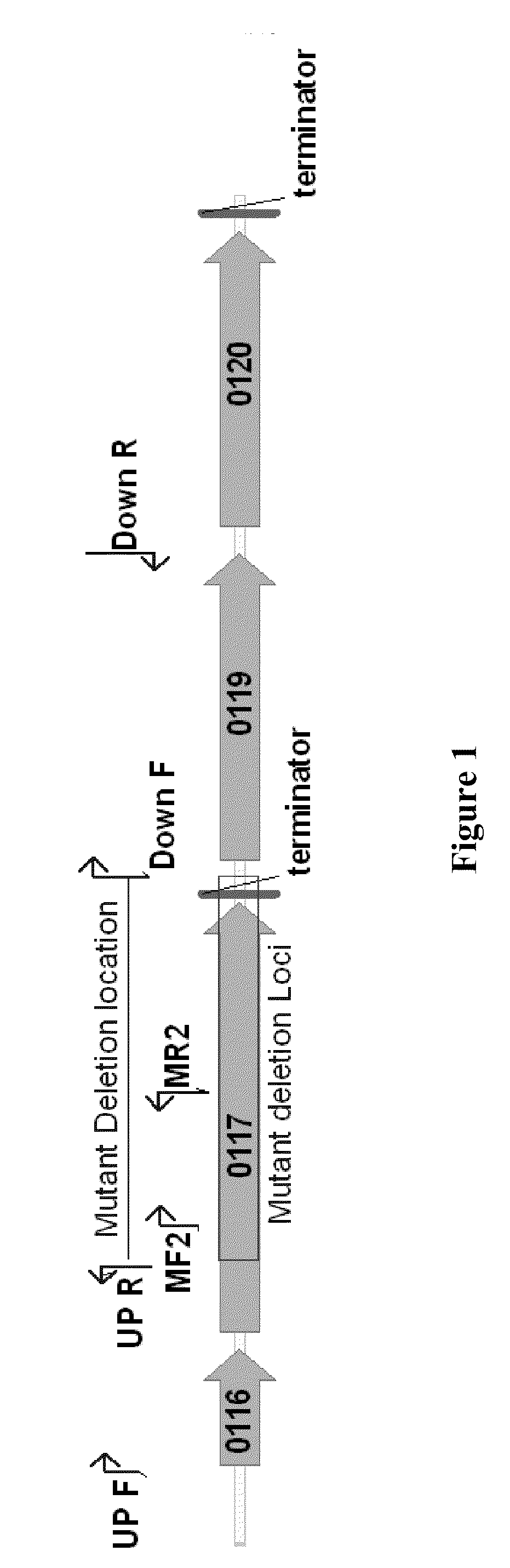 Microorganisms Having Enhanced Resistance To Acetate And Related Compositions And Methods of Use