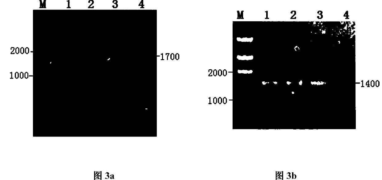 Swine flu H1N1 and H3N2 subtype bivalent inactivated vaccine