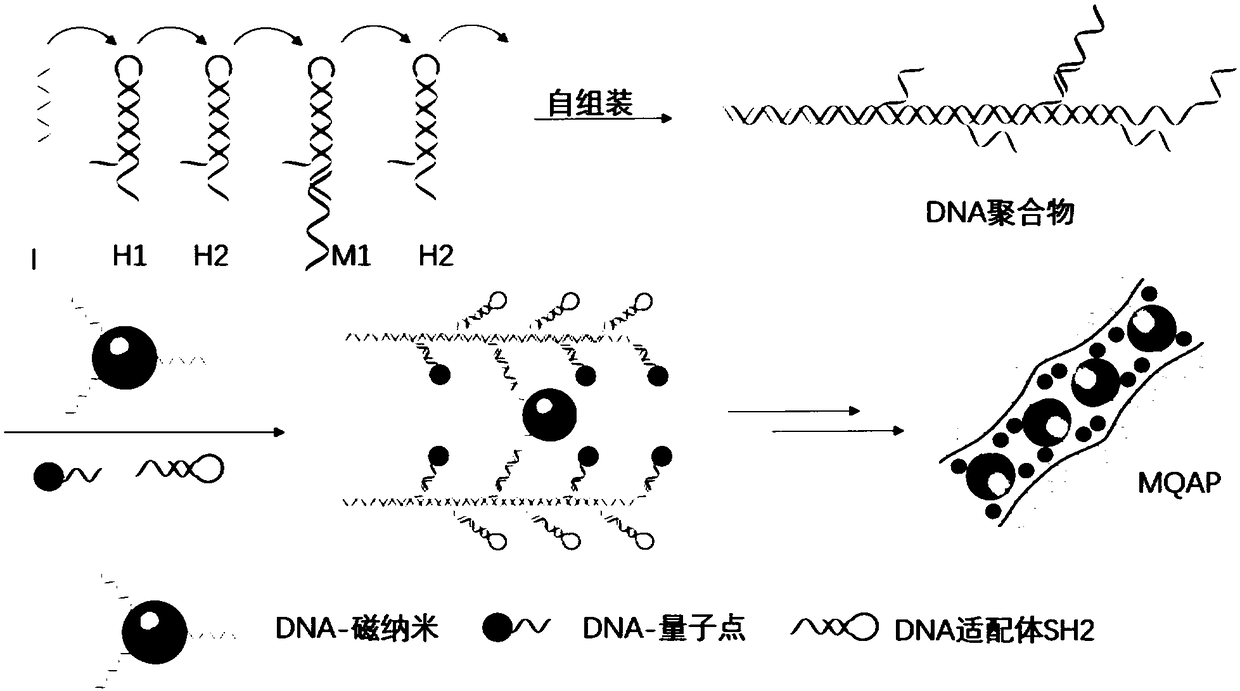 Magnetic fluorescent copolymer nano probe taking DNA (deoxyribonucleic acid) as template and application