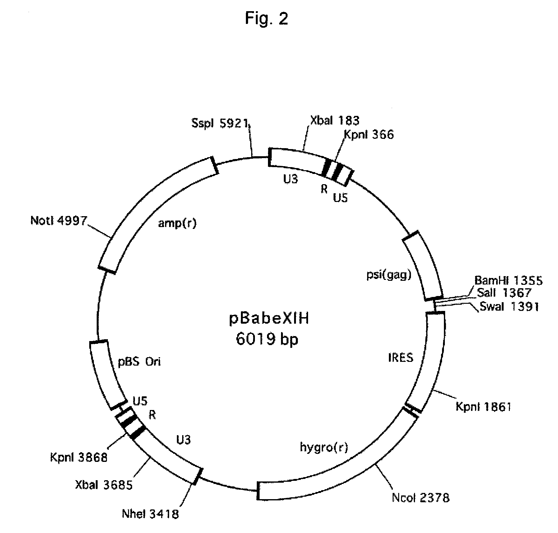 Herg channel-expressing cell