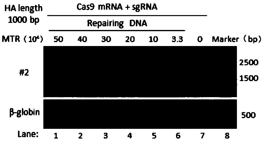 Method for improving efficiency of homologous repair in CRISPR/CAS9 gene editing