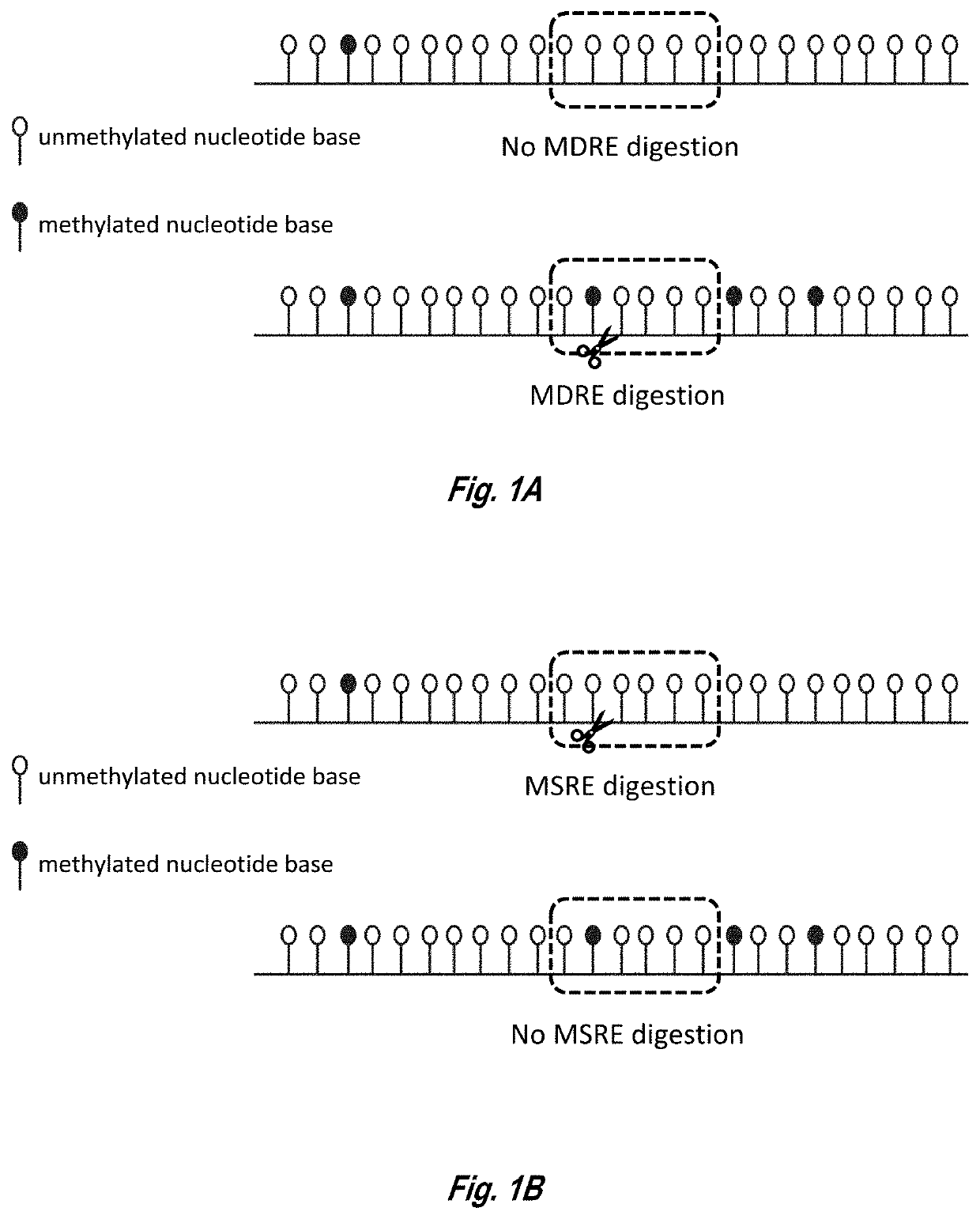 Analysis of methylated DNA comprising methylation-sensitive or methylation-dependent restrictions