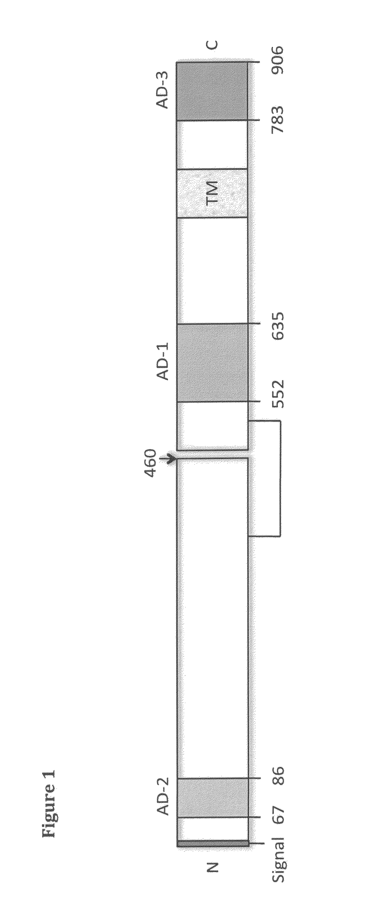 Binding members for human cytomegalovirus