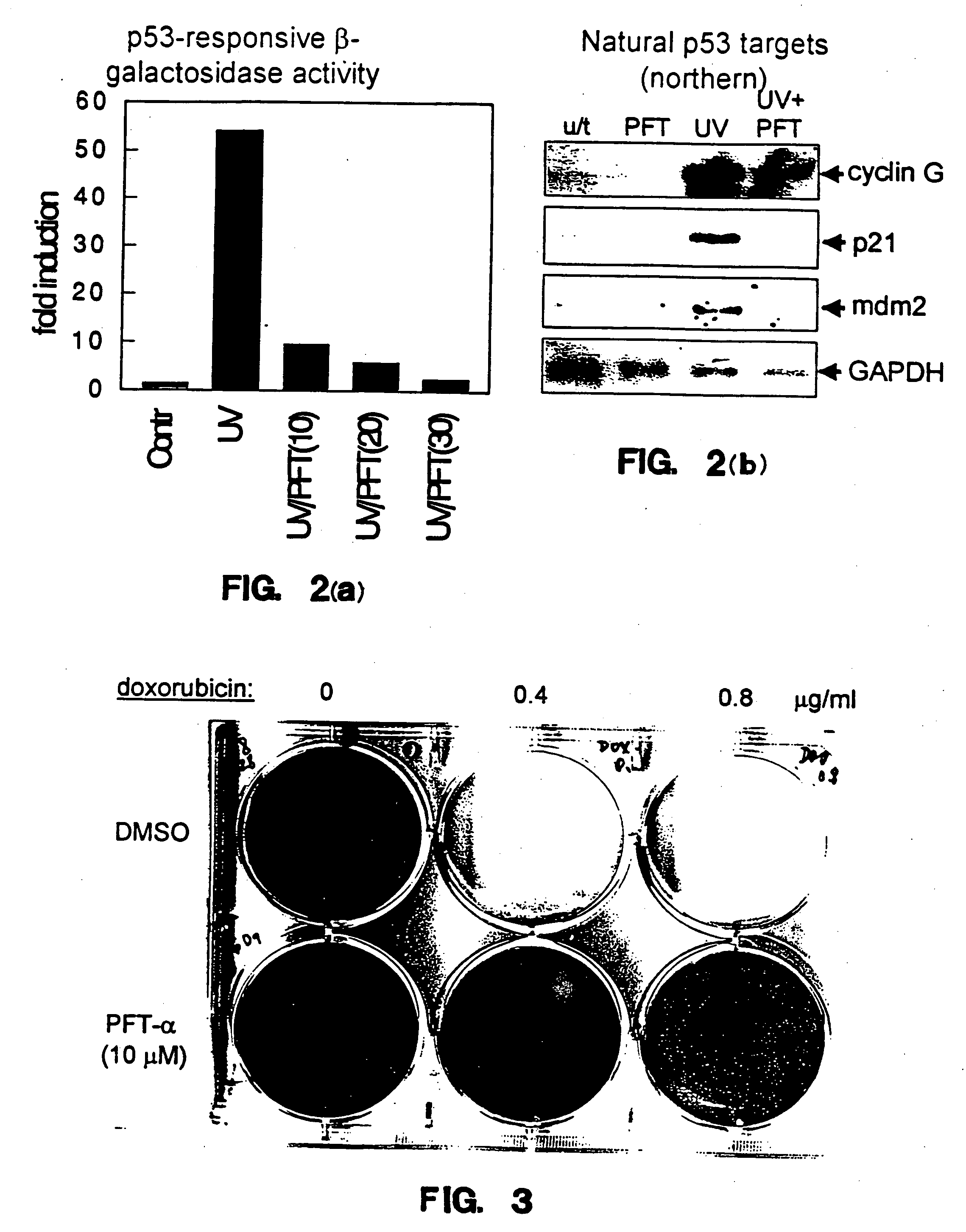 p53 Inhibitors and therapeutic use of the same