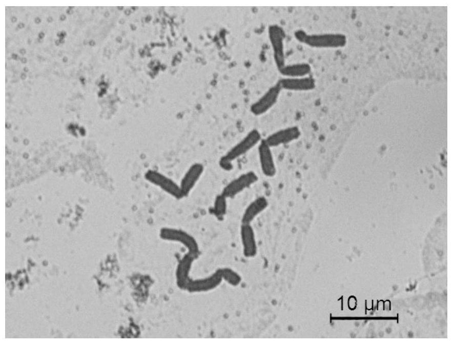 A year-round production method for peony chromosomes