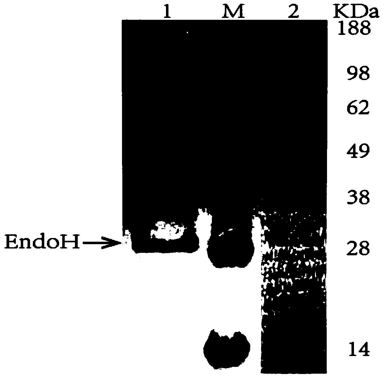 A kind of method for enhancing the acid resistance of l-asparaginase