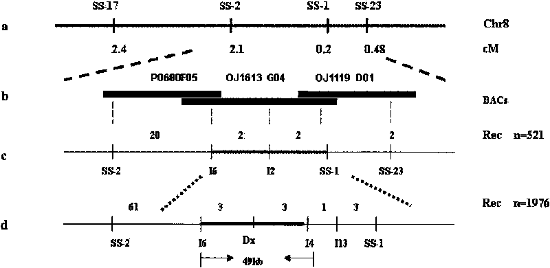 Protein relevant to plant height, coding gene and application thereof