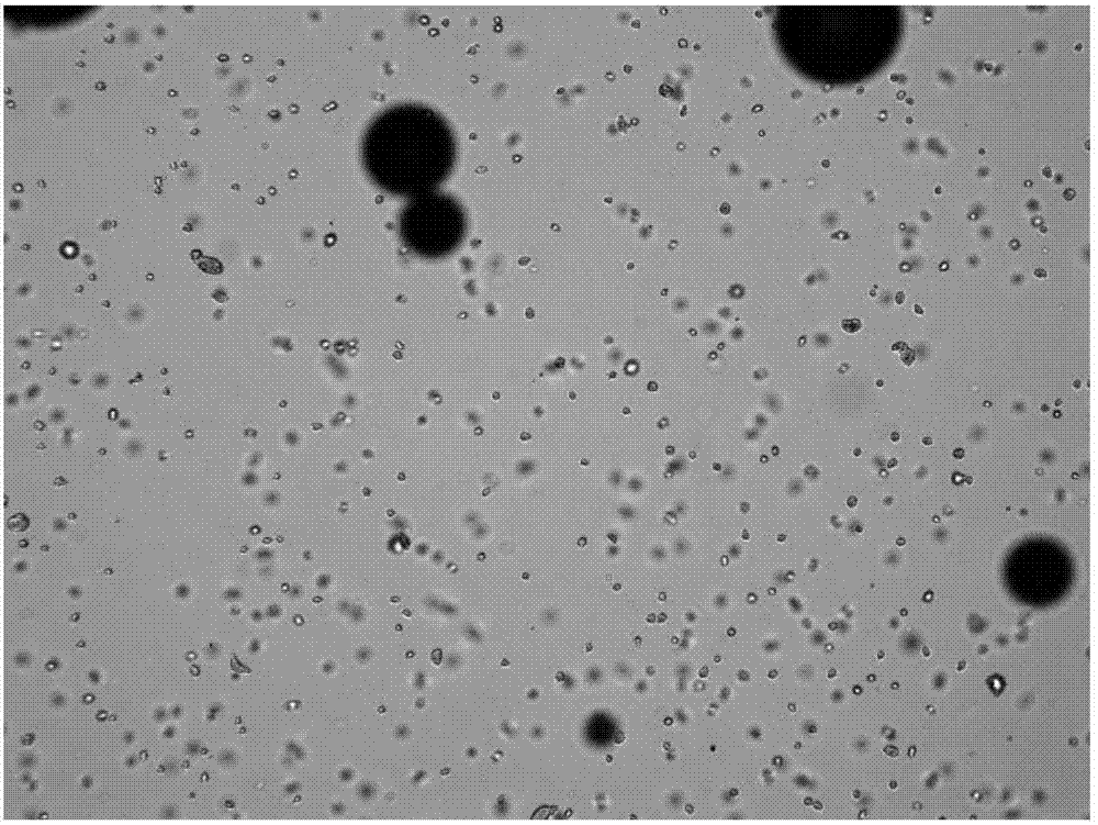 Culture method of oligodendrocyte precursor cells