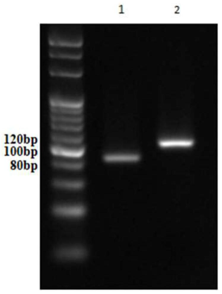 Myocardial infarction related chromosome outer circular DNA as well as screening method and application thereof