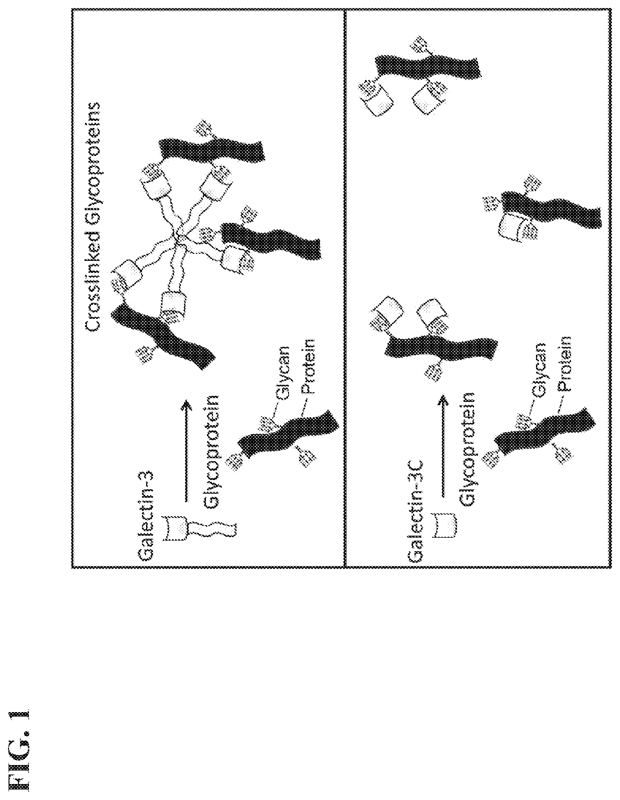 Methods and compositions for preventing and treating damage to the heart