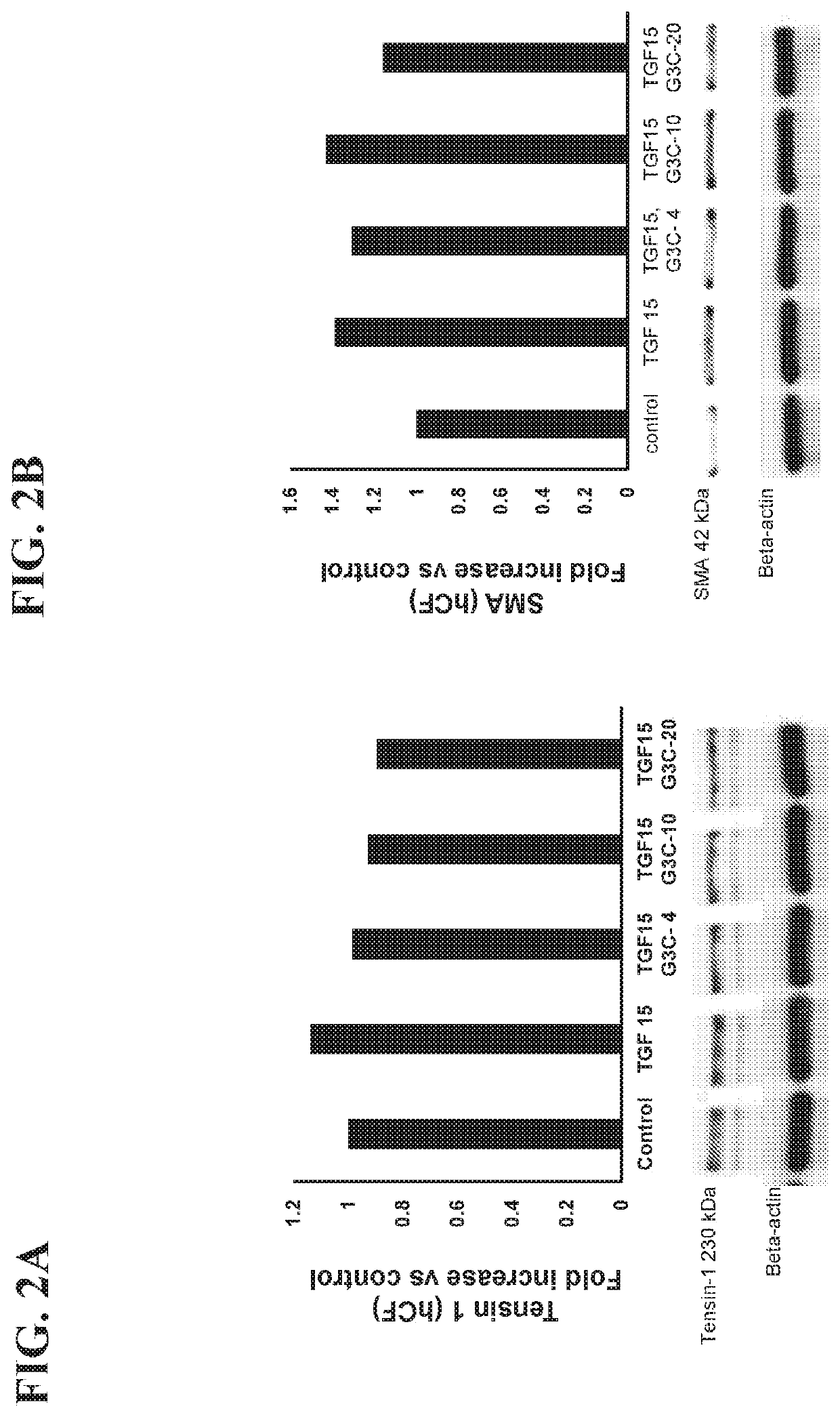 Methods and compositions for preventing and treating damage to the heart