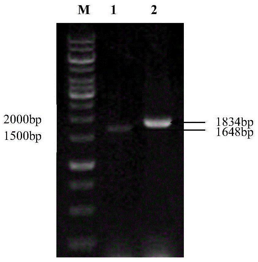 Recombinant bacterium with high biomass and/or high growth speed, and construction method and application thereof