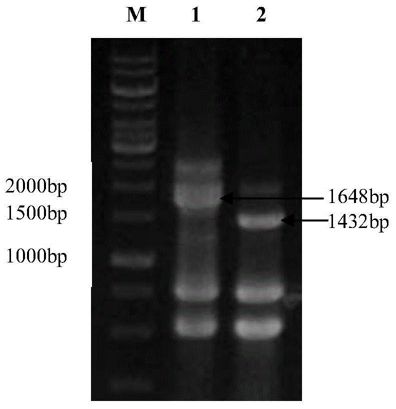 Recombinant bacterium with high biomass and/or high growth speed, and construction method and application thereof