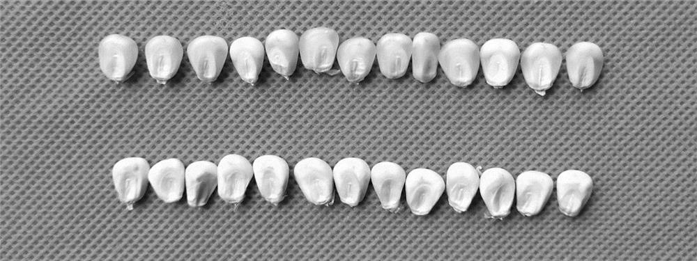 A rapid, efficient and non-destructive method for identifying high-lysine waxy corn kernels