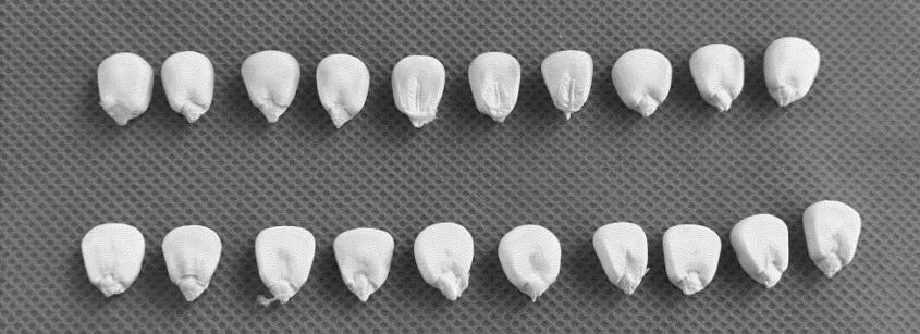 A rapid, efficient and non-destructive method for identifying high-lysine waxy corn kernels