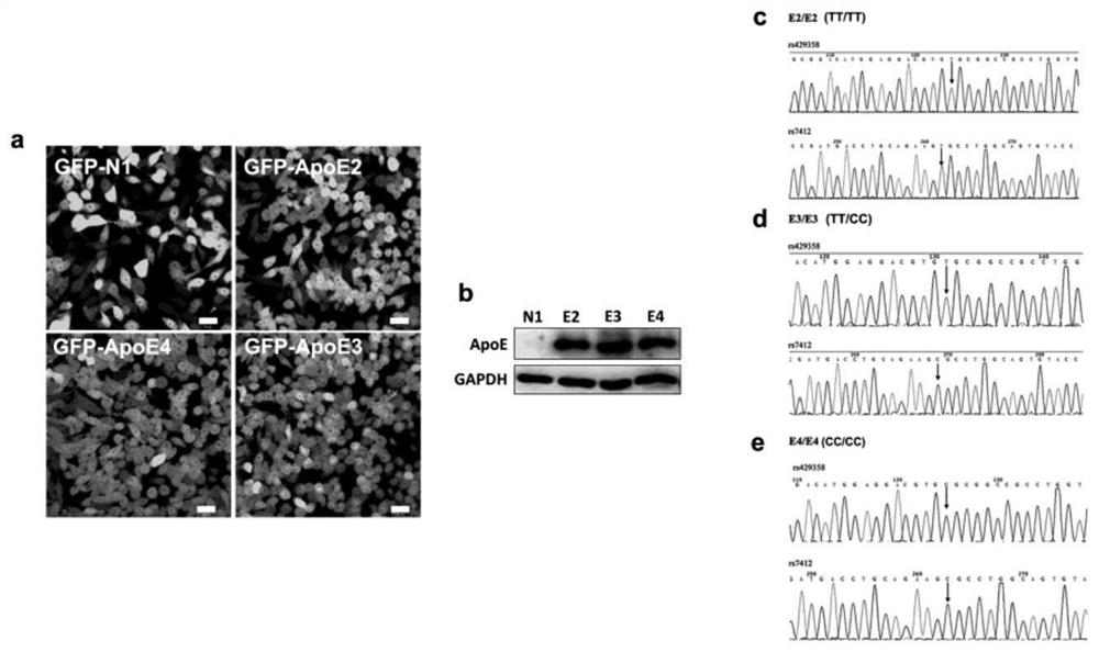 Application of Raw264.7 cell line capable of stably expressing different human ApoE genotypes and preparation method of Raw264.7 cell line