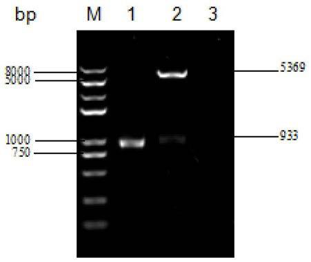 Preparation and application of ATM fusion protein for preventing infection of S. aureus and C. albicans