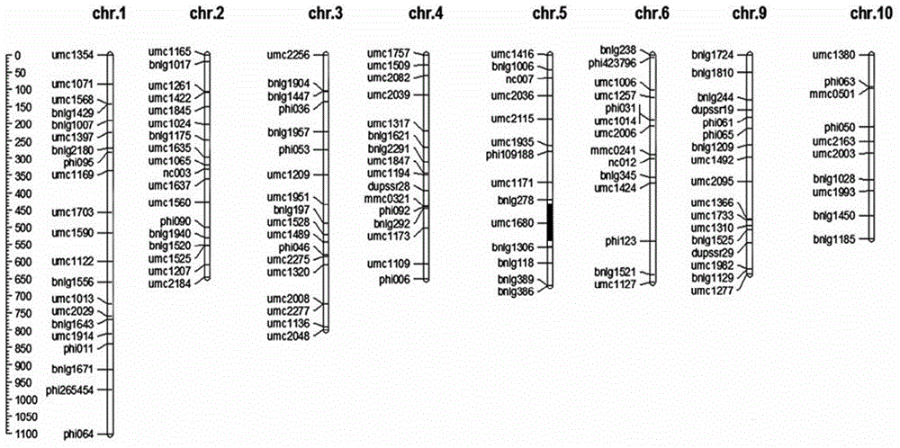 Molecular marker for regulating main effect QTL (quantitative trait loci) of hundred-grain weight of corn and application of molecular marker