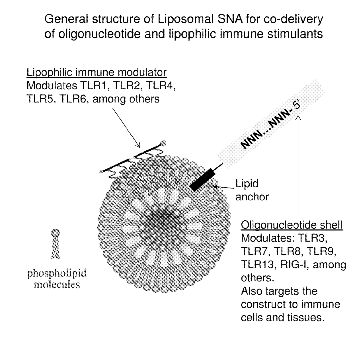 Multivalent delivery of immune modulators by liposomal spherical nucleic acids for prophylactic or therapeutic applications