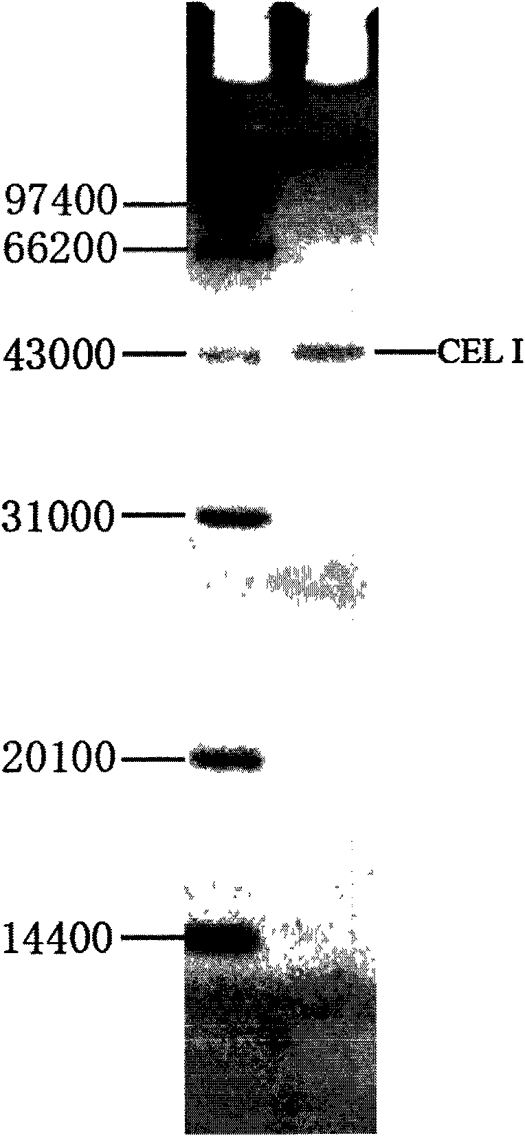 Method for extracting CEL I nuclease in celery