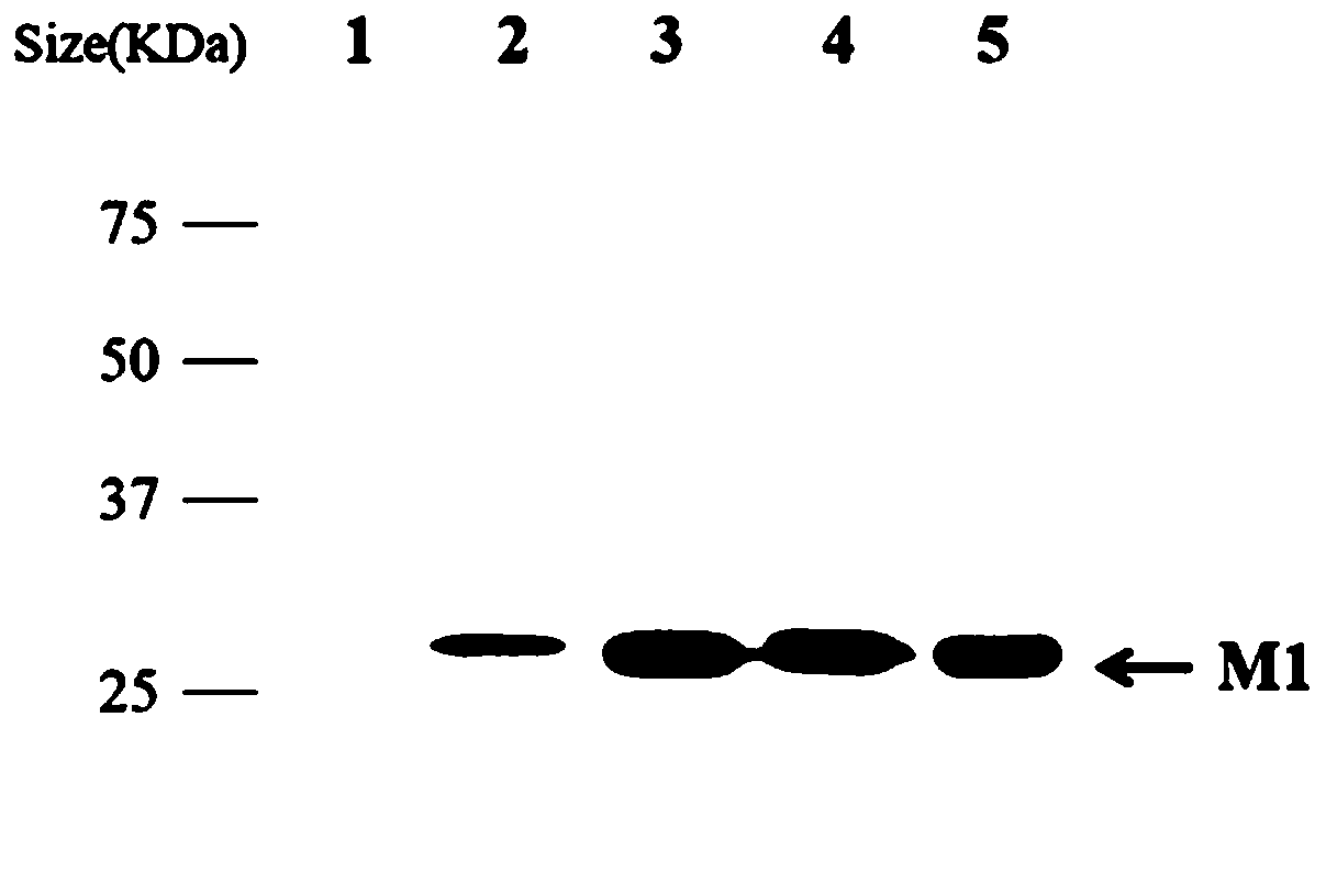 Monoclonal antibody of influenza virus matrix protein M1 and application of monoclonal antibody