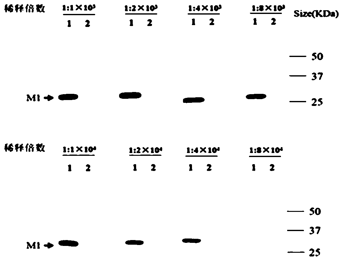 Monoclonal antibody of influenza virus matrix protein M1 and application of monoclonal antibody