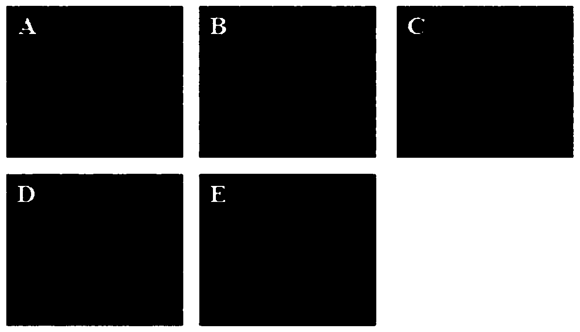 Monoclonal antibody of influenza virus matrix protein M1 and application of monoclonal antibody