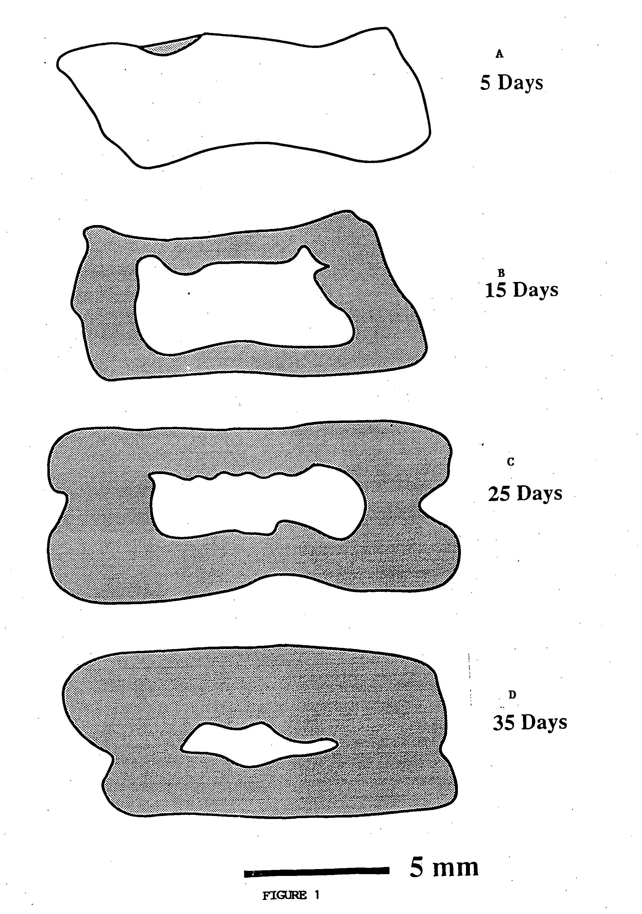 Porous biodegradable polymeric materials for cell transplantation