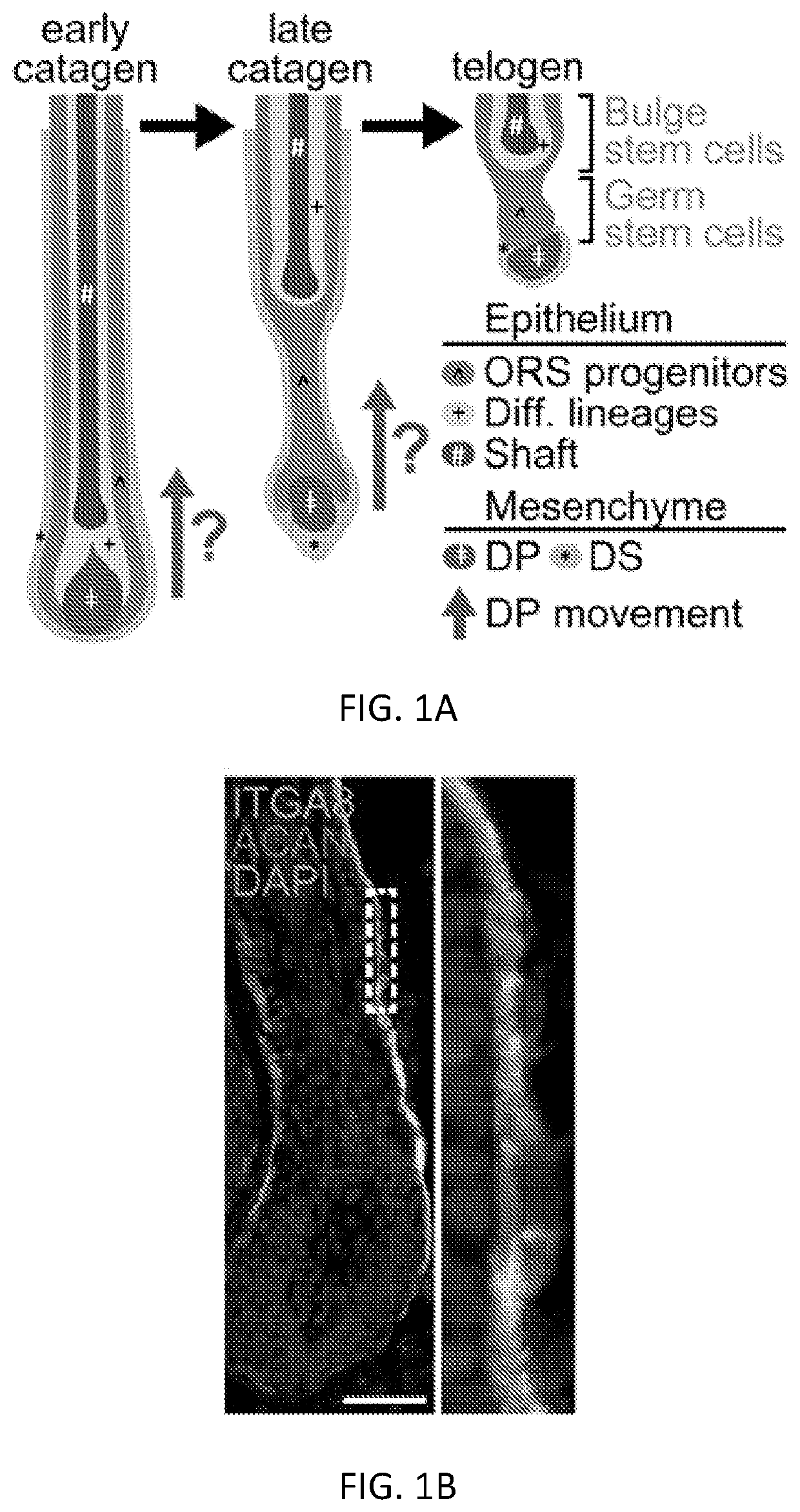 Method for preventing hair loss