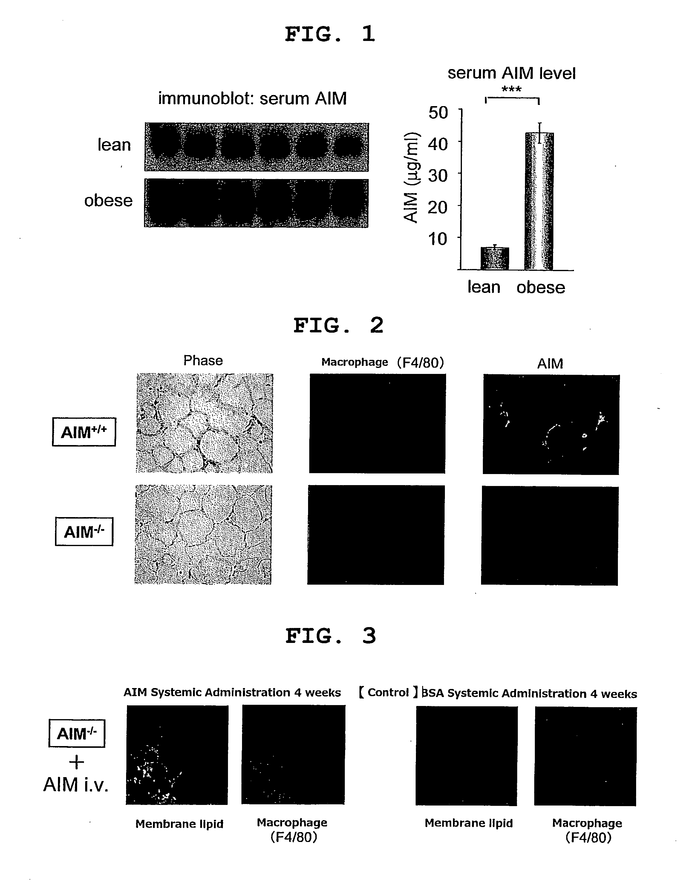 Method for prevention or treatment of metabolic syndrome