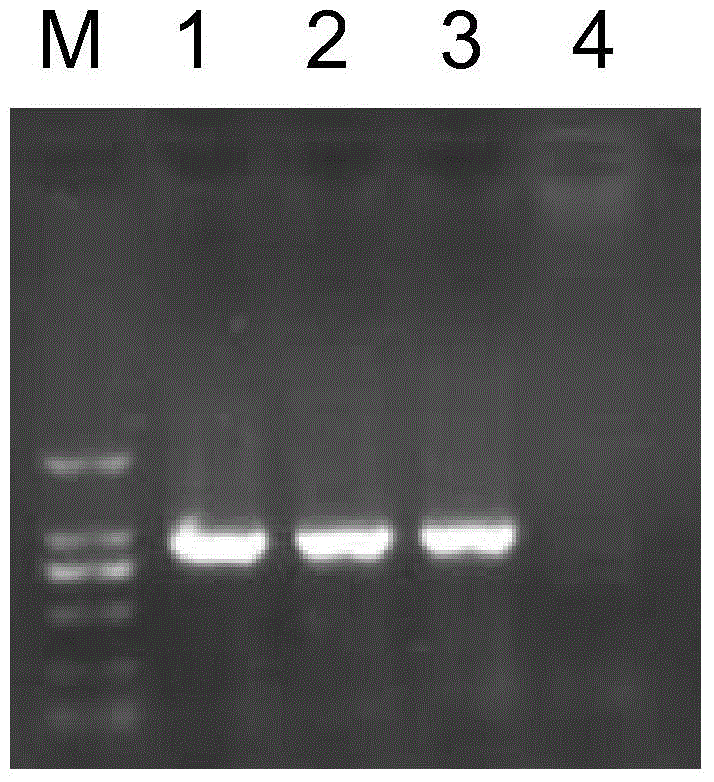 Protein GmSqm associated with insect tolerance of plants as well as coding gene and application thereof