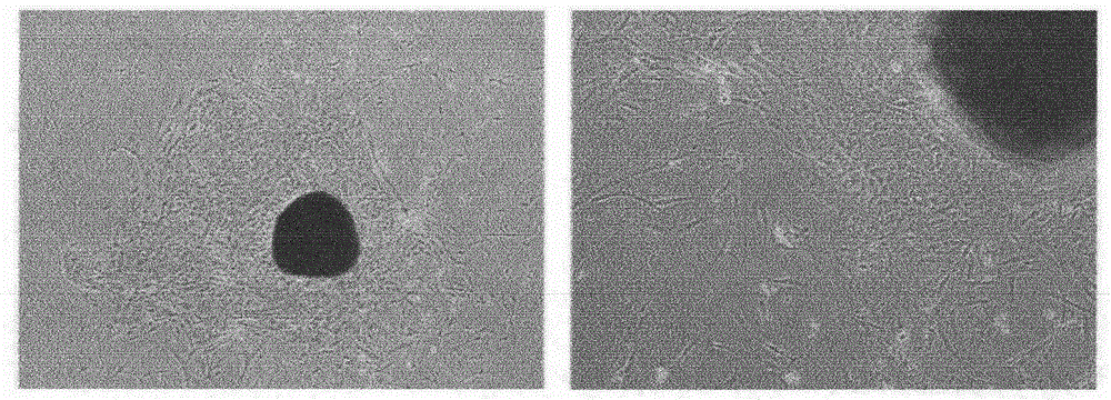 Method of preparing hepatic cells by using human minor salivary gland epithelial stem/progenitor cells and application of method