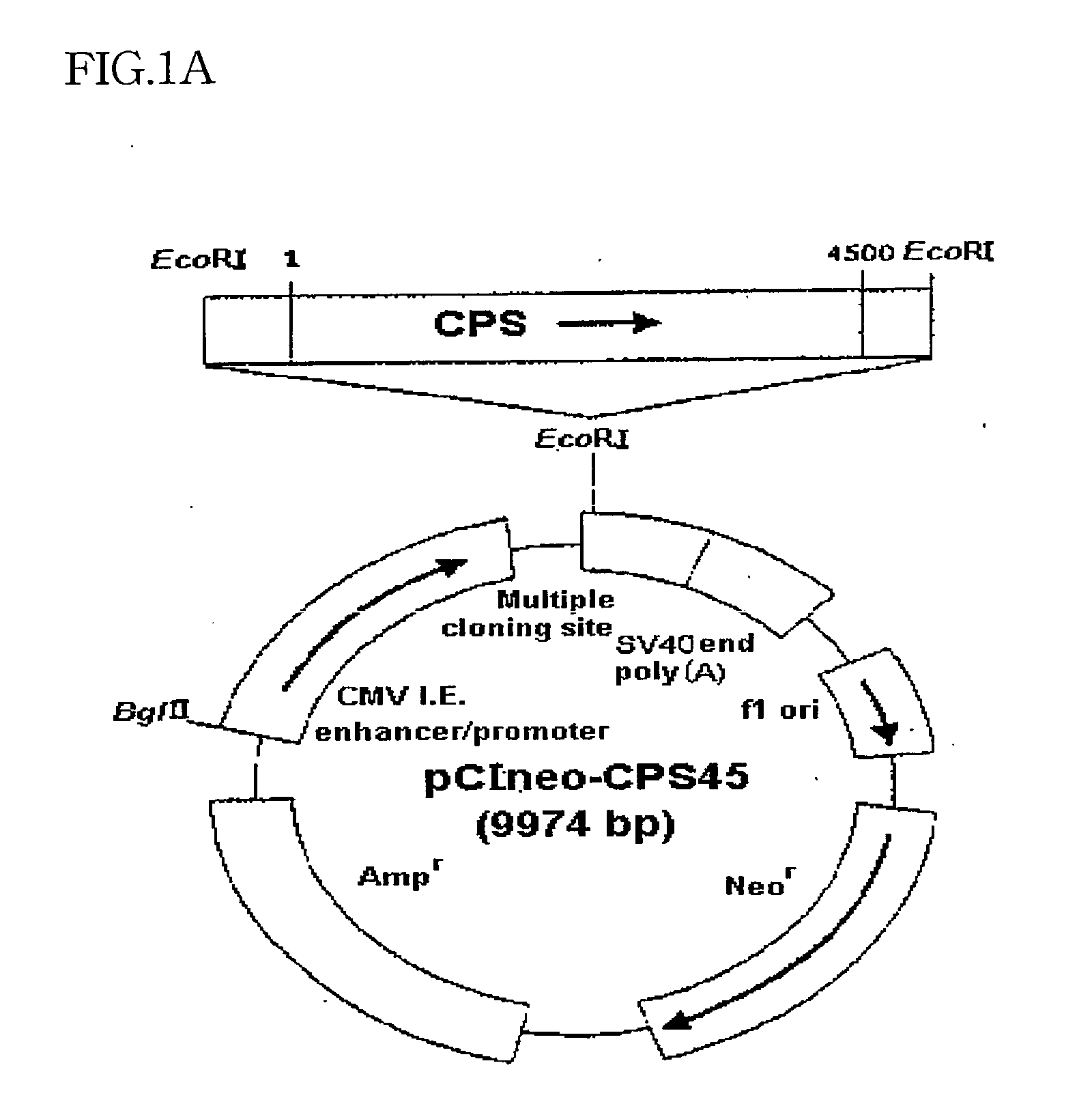 Expression vector containing urea cycle enzyme gene, transformant thereof, and use of transformant for protein over-expression