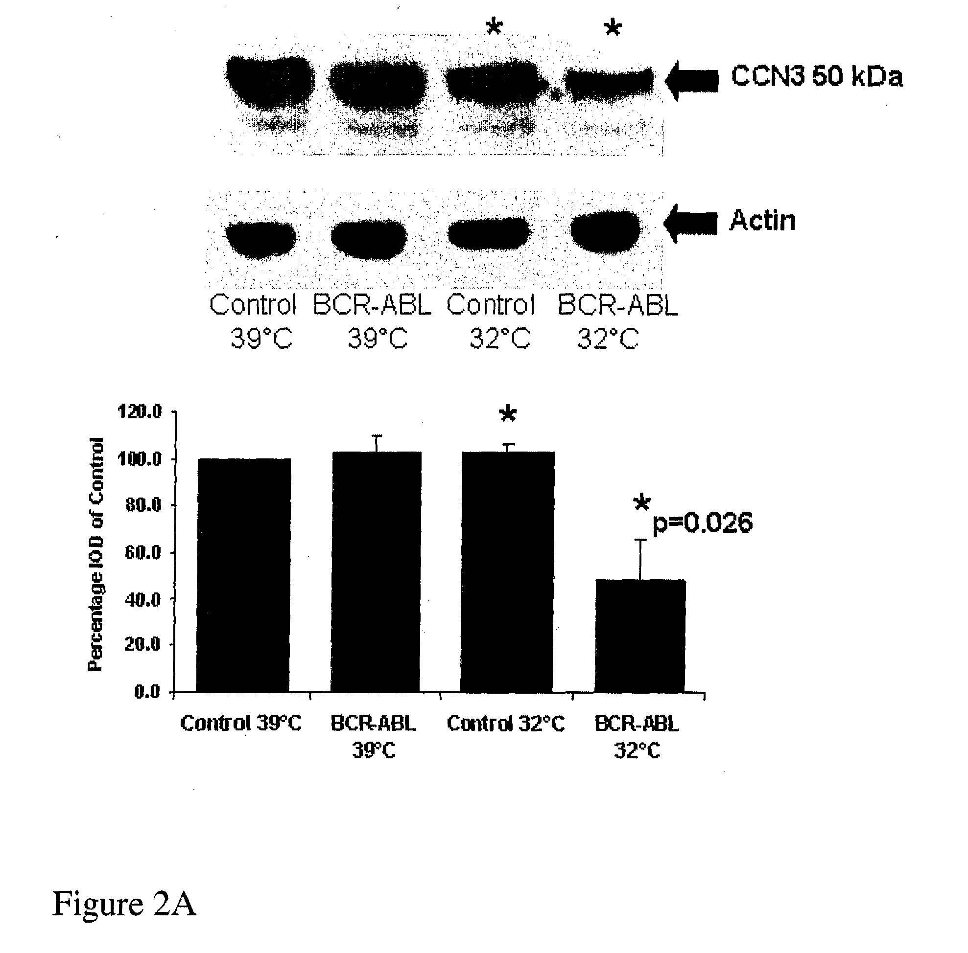 CCN3 peptide