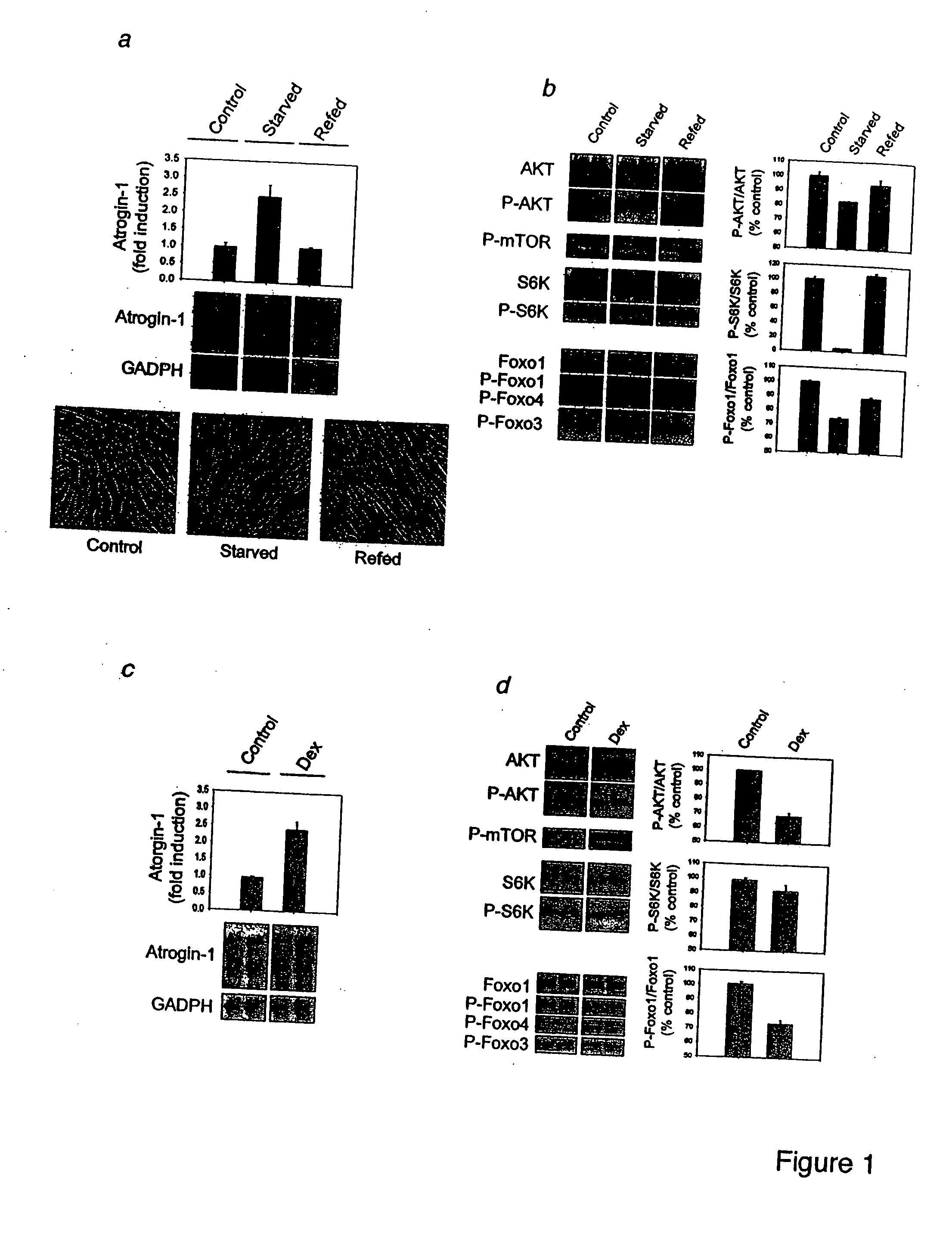 Methods and reagents related to foxo