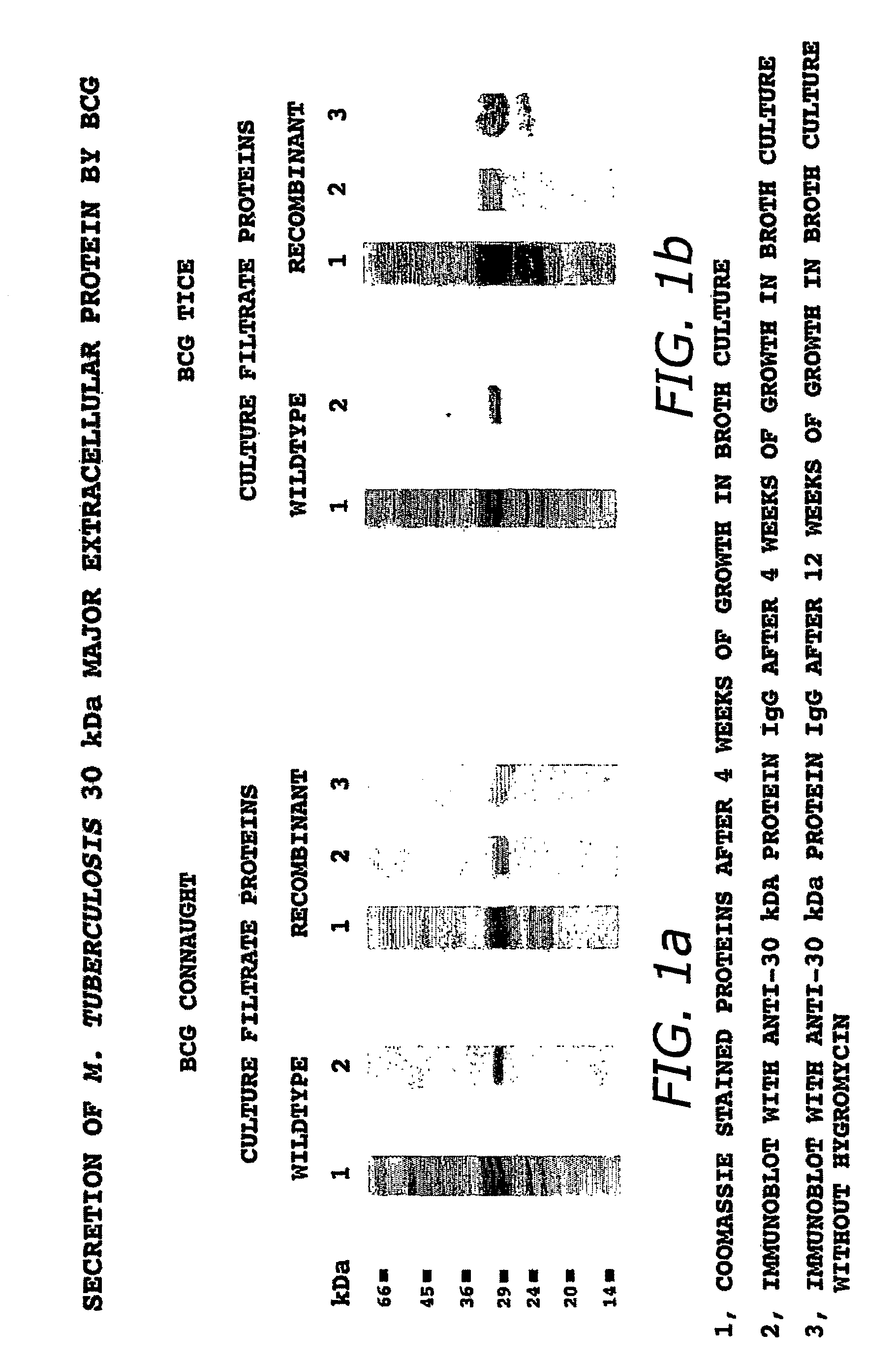 Recombinant intracellular pathogen immunogenic compositions and methods for use