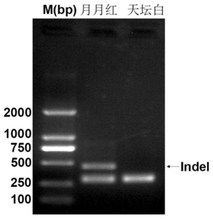 Indel markers associated with rose petals and molecular methods for identification of rose petals