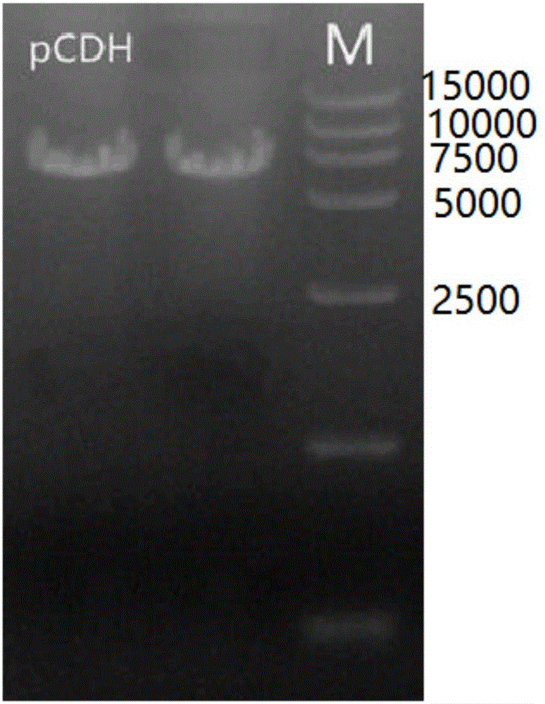 Recombinant vector for luciferase based on pCDH and application thereof