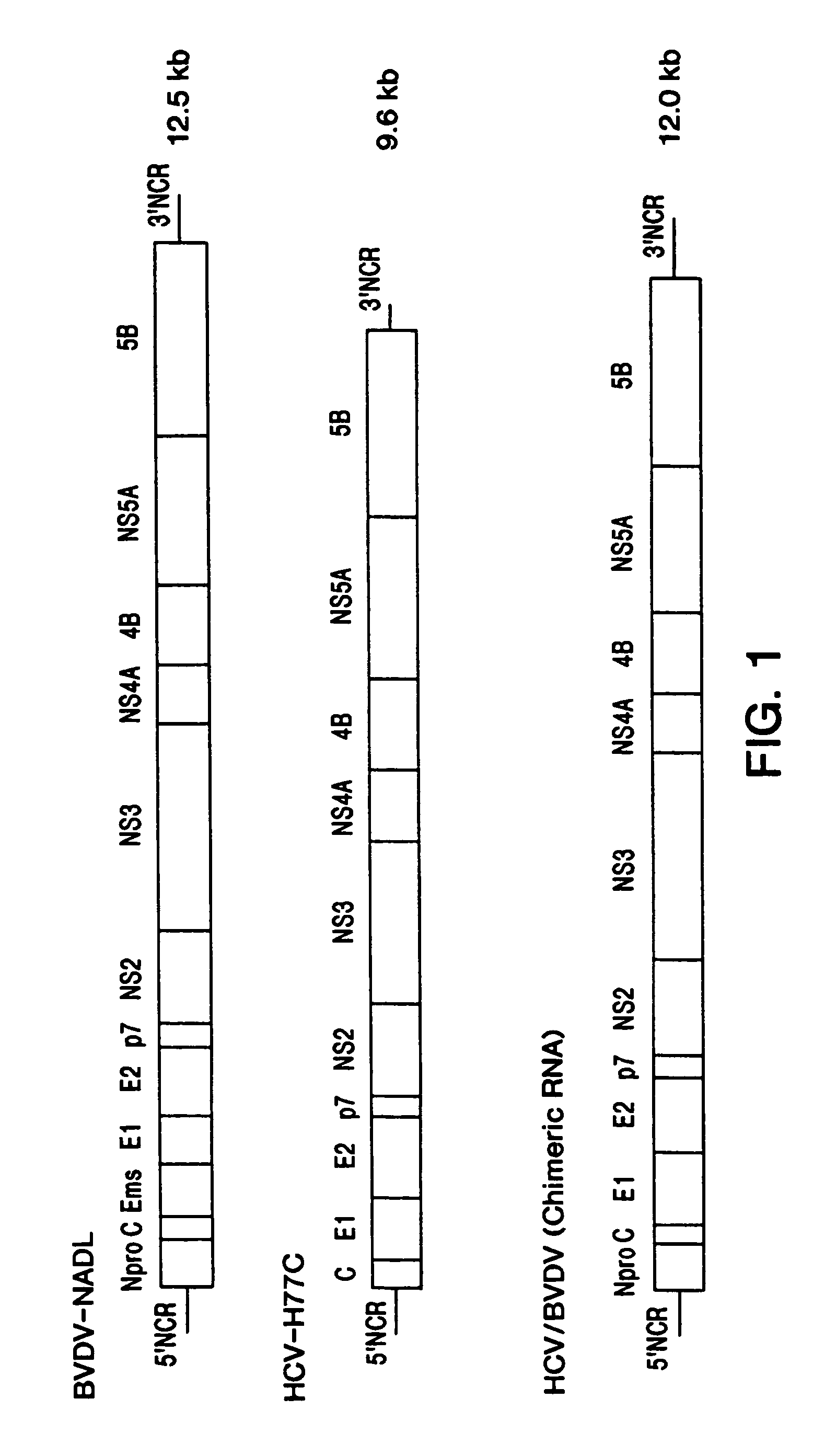 HCV/BVDV chimeric genomes and uses thereof