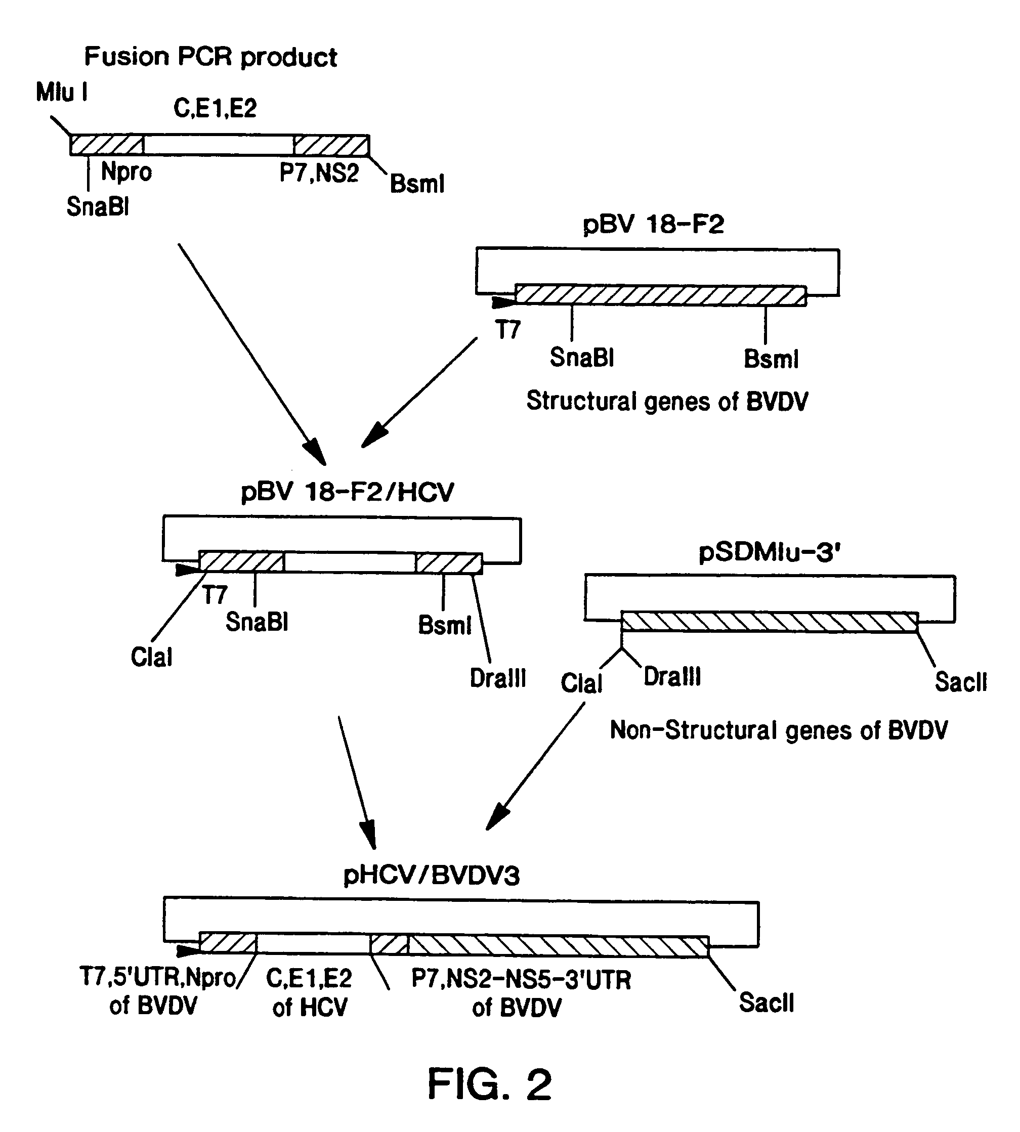 HCV/BVDV chimeric genomes and uses thereof