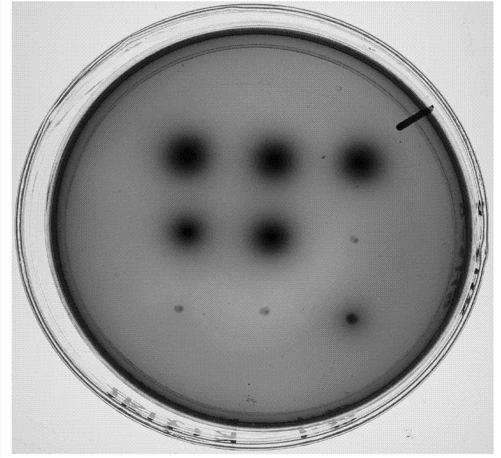 Beta-glucosaccharase gene S-bgl3 and application thereof