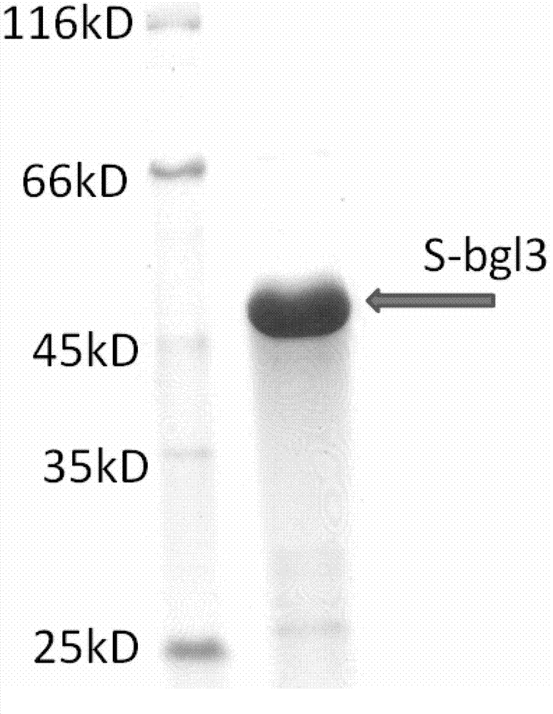 Beta-glucosaccharase gene S-bgl3 and application thereof