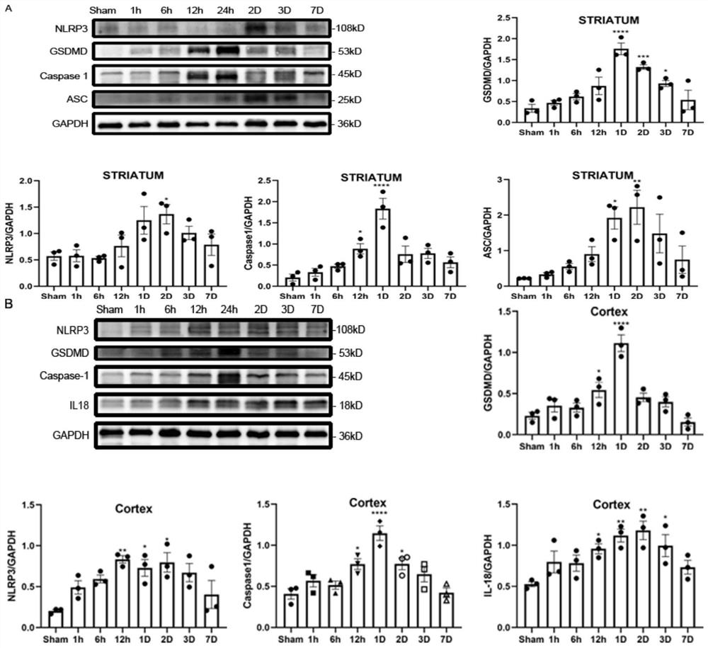 Application of exogenous recombinant protein reelin in the preparation of drugs for the treatment of cerebral hemorrhage