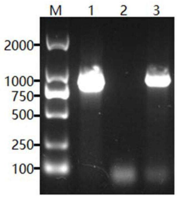 Clostridium perfringens epsilon toxin mutant protein and its preparation method, application and vaccine