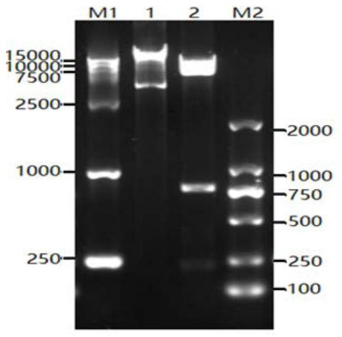 Clostridium perfringens epsilon toxin mutant protein and its preparation method, application and vaccine