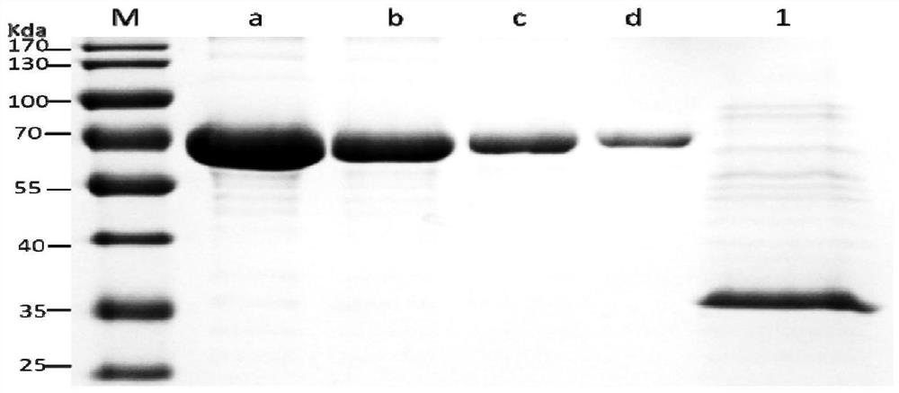 Clostridium perfringens epsilon toxin mutant protein and its preparation method, application and vaccine