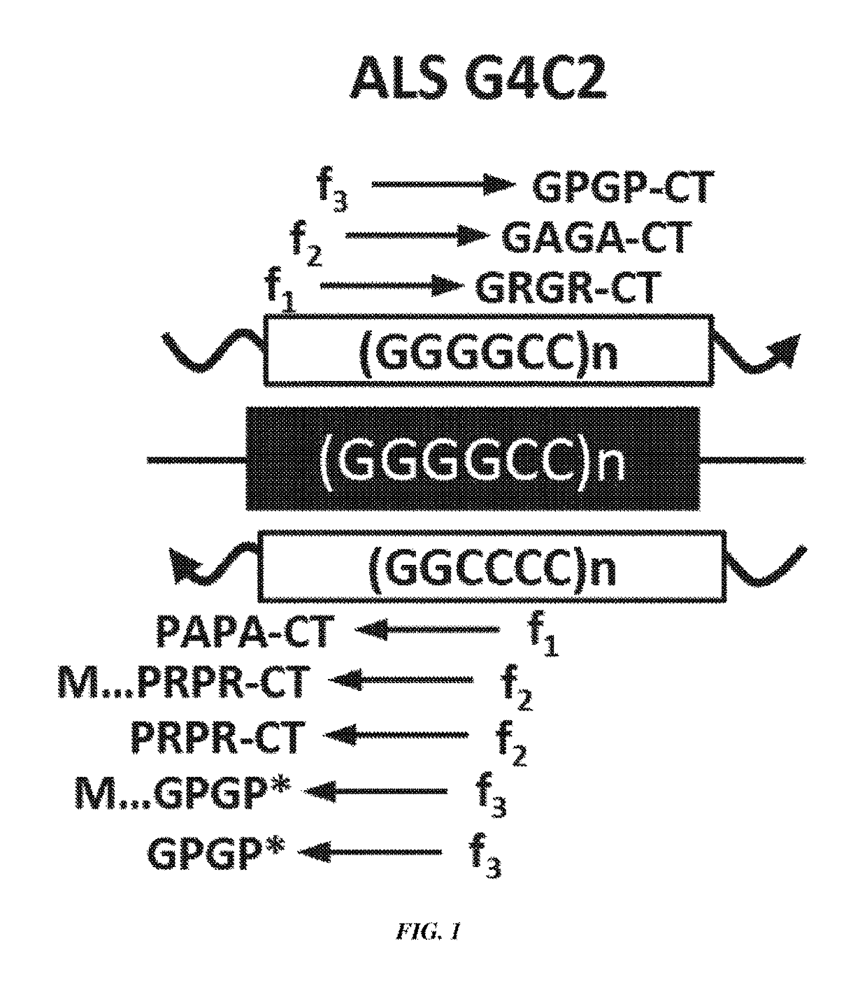 Use and treatment of di-amino acid repeat-containing proteins associated with ALS